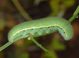Attēlu rezultāti vaicājumam “Colias palaeno upperside”