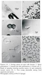 Attēlu rezultāti vaicājumam “Comatricha fragilis spores”
