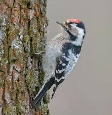 Attēlu rezultāti vaicājumam “Dendrocopos minor male”