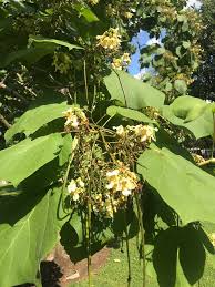 Attēlu rezultāti vaicājumam “Catalpa ovata fruit”