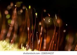 Attēlu rezultāti vaicājumam “Bryales”