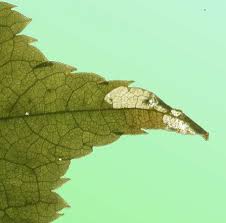 Attēlu rezultāti vaicājumam “Roeslerstammia erxlebella”