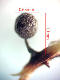 Attēlu rezultāti vaicājumam “Diachea muscorum”