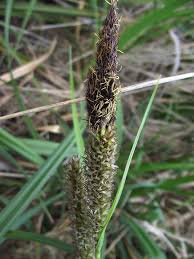 Attēlu rezultāti vaicājumam “Carex riparia”