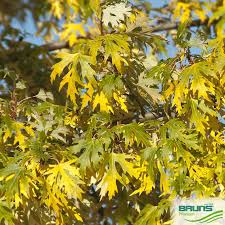 Attēlu rezultāti vaicājumam “Acer saccharinum”