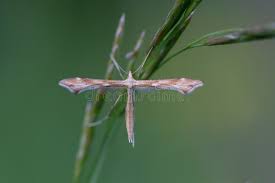 Attēlu rezultāti vaicājumam “Gillmeria pallidactyla”