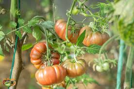 Afbeeldingsresultaat voor purple calabash tomato