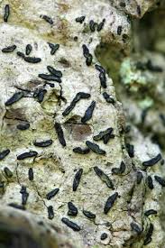 Attēlu rezultāti vaicājumam “Alyxoria varia”