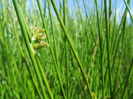 Attēlu rezultāti vaicājumam “Juncus effusus”
