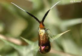 Attēlu rezultāti vaicājumam “Adelidae”