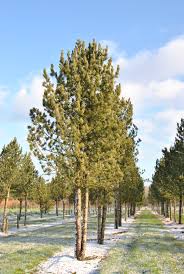 Image result for Pinus cembra