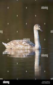 Attēlu rezultāti vaicājumam “Cygnus olor juvenile”