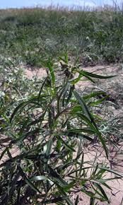 Attēlu rezultāti vaicājumam “Atriplex littoralis leaf”
