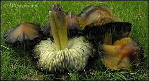 Attēlu rezultāti vaicājumam “Hygrocybe pseudoconica”