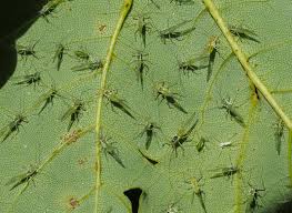 Attēlu rezultāti vaicājumam “Drepanosiphum platanoidis”