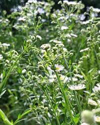 Attēlu rezultāti vaicājumam “Erigeron annuus flower”