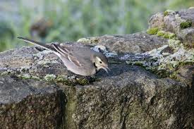 Attēlu rezultāti vaicājumam “Motacilla alba juvenile”