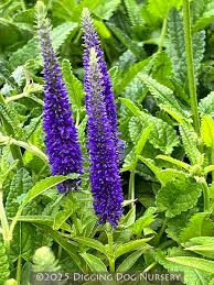Attēlu rezultāti vaicājumam “Veronica longifolia leaf”