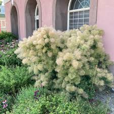 Attēlu rezultāti vaicājumam “Enteridium olivaceum young”