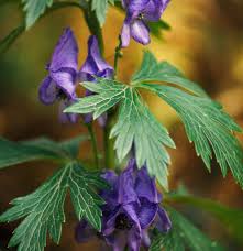 Attēlu rezultāti vaicājumam “Aconitum napellus leaf”