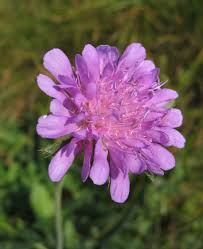 Attēlu rezultāti vaicājumam “Knautia arvensis flower”