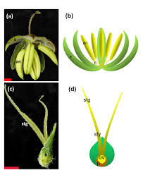 Attēlu rezultāti vaicājumam “Cannabis sativa fruit”