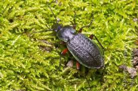 Attēlu rezultāti vaicājumam “Carabus arcensis”