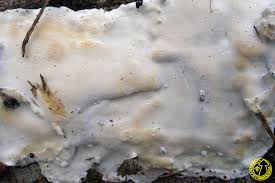 Attēlu rezultāti vaicājumam “Skeletocutis nivea”