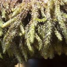 Attēlu rezultāti vaicājumam “Neckera crispa”