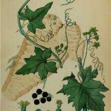 Attēlu rezultāti vaicājumam “Bryonia alba leaf”