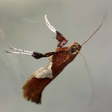 Attēlu rezultāti vaicājumam “Caloptilia stigmatella”