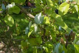 Attēlu rezultāti vaicājumam “Magnolia acuminata fruit”