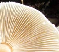 Attēlu rezultāti vaicājumam “Lepiota clypeolaria”