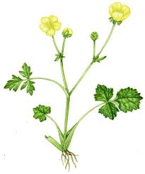 Attēlu rezultāti vaicājumam “Ranunculus repens leaf”