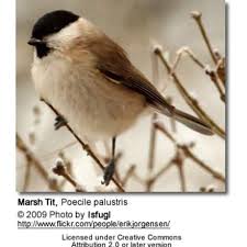 Attēlu rezultāti vaicājumam “Poecile palustris”