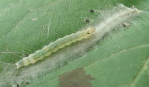 Attēlu rezultāti vaicājumam “Pandemis cerasana”