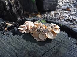 Attēlu rezultāti vaicājumam “Panellus stipticus”