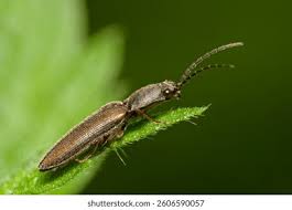 Attēlu rezultāti vaicājumam “Athous sp.”