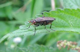 Attēlu rezultāti vaicājumam “Coremacera marginata”