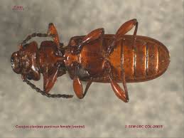 Attēlu rezultāti vaicājumam “Cucujidae”