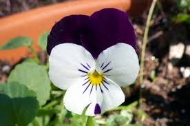 Attēlu rezultāti vaicājumam “Viola uliginosa flower”