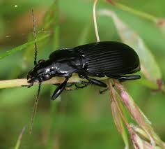 Attēlu rezultāti vaicājumam “Pterostichus niger”