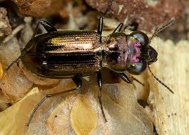 Attēlu rezultāti vaicājumam “Notiophilus germinyi”