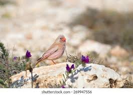 Image result for Bucanetes githagineus