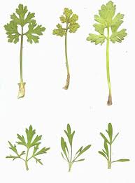 Attēlu rezultāti vaicājumam “Ranunculus bulbosus”