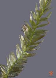 Attēlu rezultāti vaicājumam “Plagiothecium laetum”