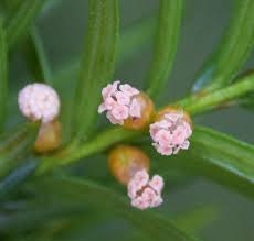 Attēlu rezultāti vaicājumam “Taxus baccata female flower”