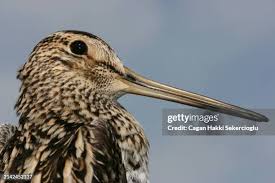 Image result for Gallinago media