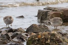 Attēlu rezultāti vaicājumam “Calidris canutus adult”