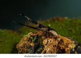 Attēlu rezultāti vaicājumam “Lucanidae”